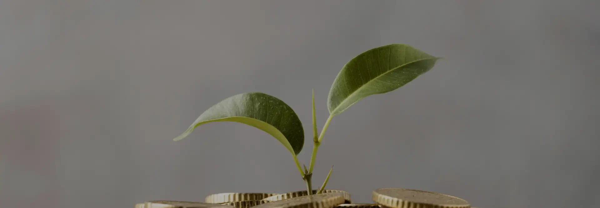 Sustainability in Economic Dimension